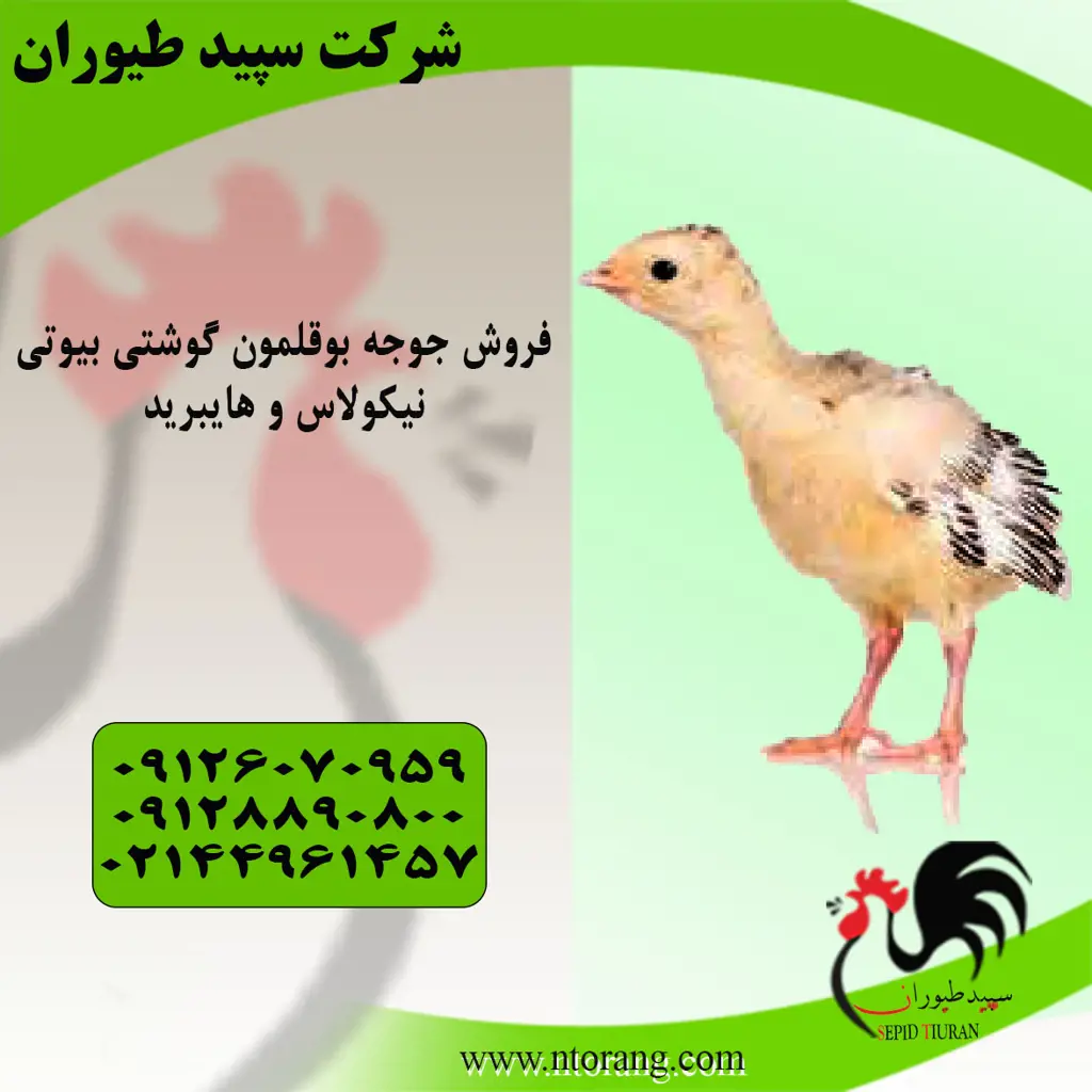 تصویر شماره 1 محصول 