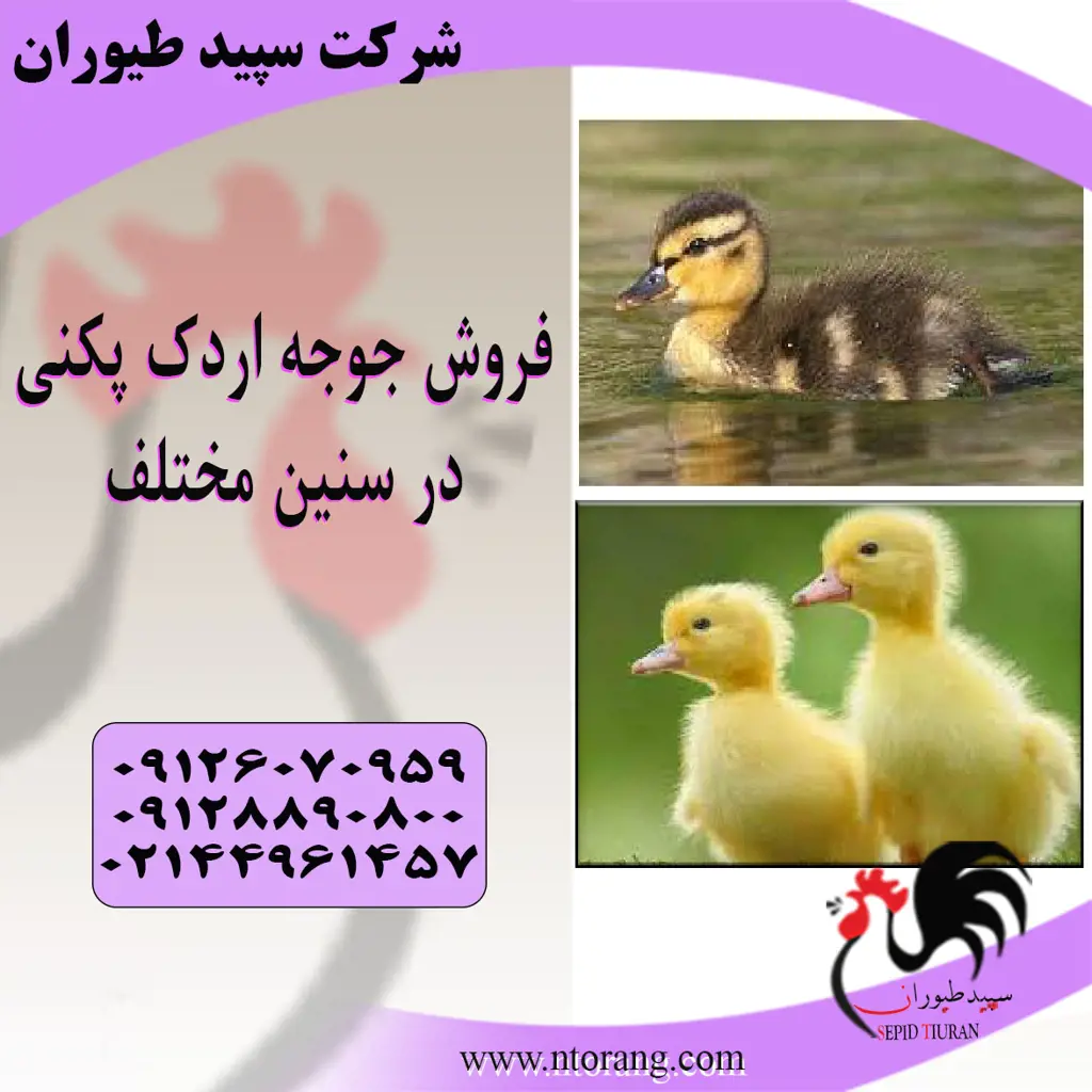 تصویر شماره 2 محصول 