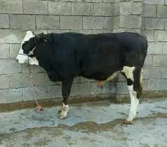 تصویر شماره 1 محصول 