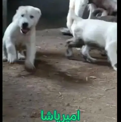 تصویر شماره 4 محصول 