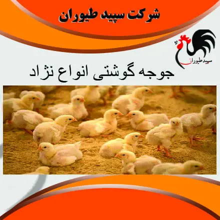 تصویر شماره 1 محصول 