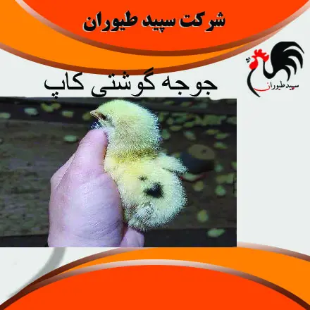 تصویر شماره 3 محصول 