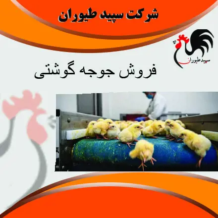 تصویر شماره 1 محصول 