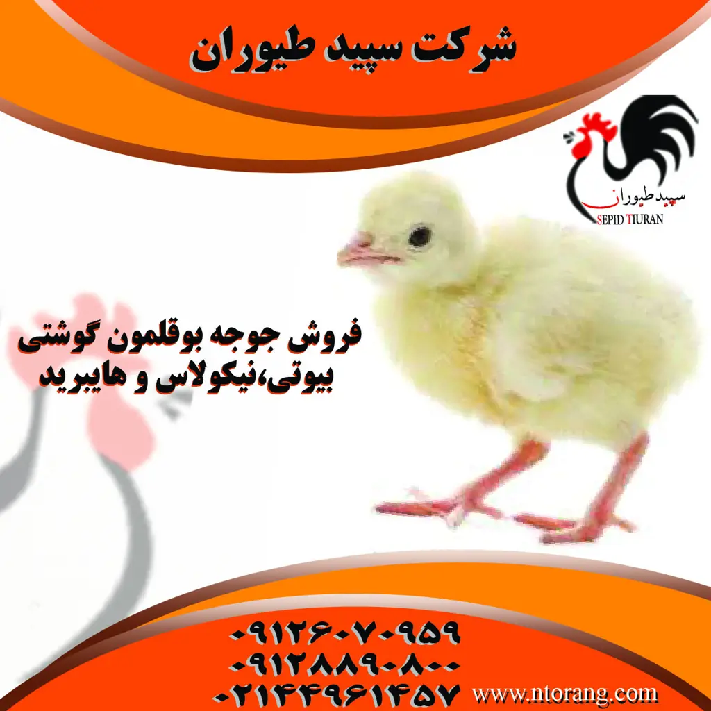 تصویر شماره 1 محصول 