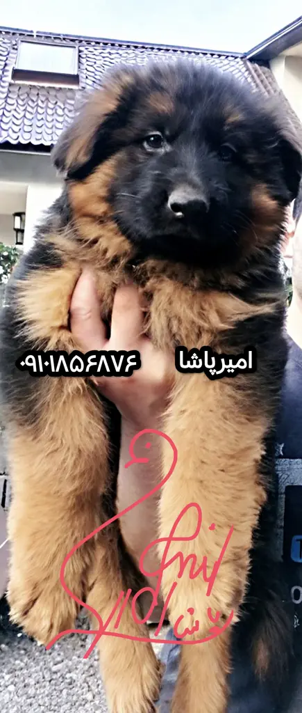 تصویر شماره 4 محصول 