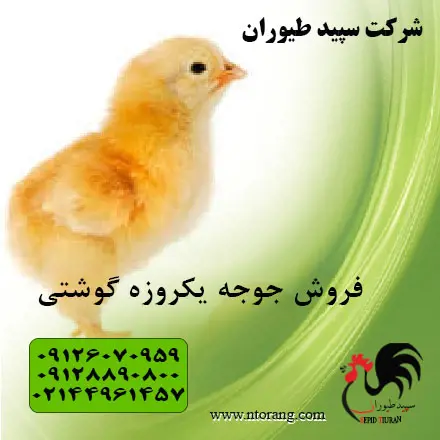 تصویر شماره 2 محصول 