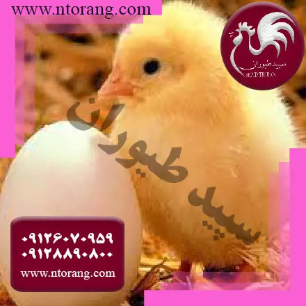 تصویر شماره 1 محصول 