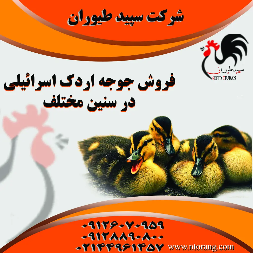 تصویر شماره 1 محصول 