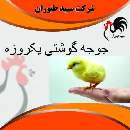 تصویر شماره 1 محصول 