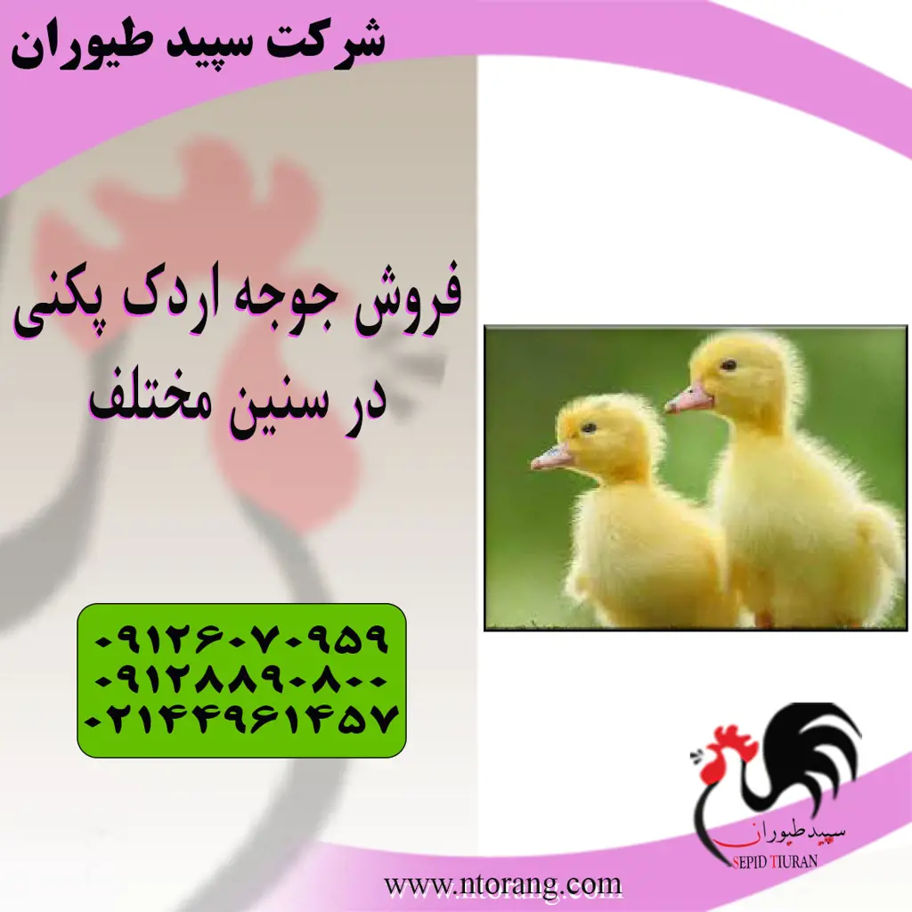 تصویر شماره 3 محصول 