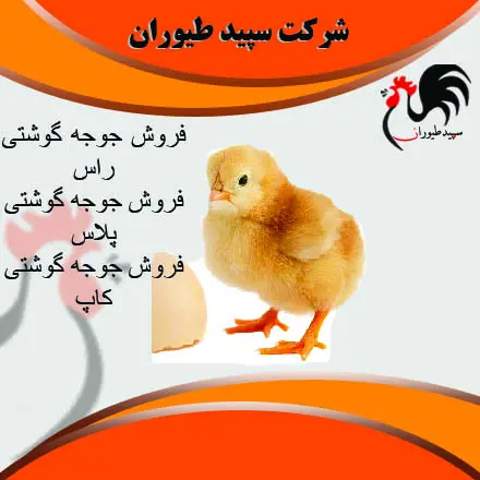 تصویر شماره 1 محصول 