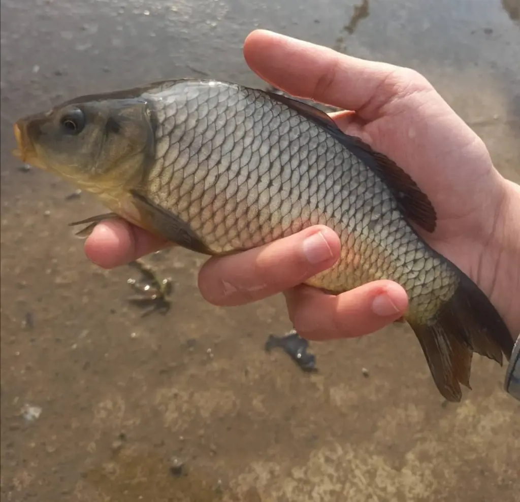 تصویر شماره 2 محصول 