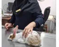ویزیت تخصصی اگزوتیک