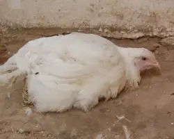 کالبد گشایی نمونه گله ماکیان بومی ۱۰۰۰تا۵۰۰۰قطعه( تعداد بالا تر صنعتی محسوب می شود ) کالبد گشایی نمونه گله ماکیان بومی ۱۰۰۰تا۵۰۰۰قطعه( تعداد بالا تر صنعتی محسوب می شود )