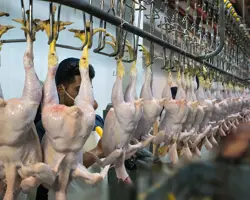 کشتارگاه صنعتی سپید بال 