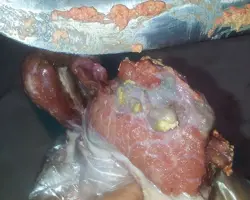 کالبدگشایی سیستماتیک لاشه گوسفند و بز  استیج یک سیار (۱ لاشه)	