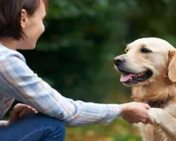 آموزش سگ خانواده (family dog)