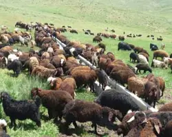 گواهی سلامت گله	گوسفند و بز