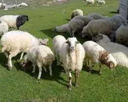خرید دام زنده به صورت جزیی و کلی