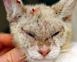 آزمون مشکلات پوستی در گربه(جرب پوستی به روش بررسی  میکروسکوپی)