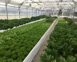 طراحی سیستمهای اکواپونیک