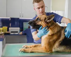 جراحی عقیم سازی سگ نژاد بزرگ نر