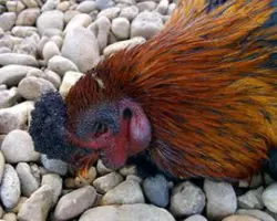 کالبد گشایی نمونه گله ماکیان بومی تا ۱۰۰۰قطعه	
