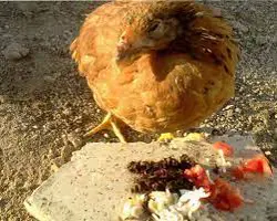 کالبد گشایی نمونه گله ماکیان بومی تا۱۰۰قطعه