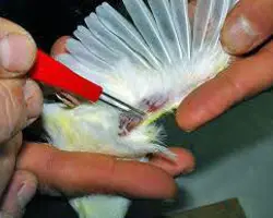 تلقیح آبله	