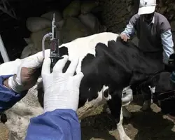 واکسیناسیون دام  سبک  و  سنگین  