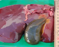 کالبدگشایی سیستماتیک لاشه  گوسفند و بز استیج دو سیار (۱ لاشه)	