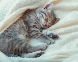 آرامبخش