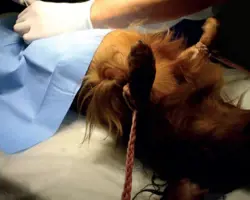 جراحی عقیم سازی سگ نژاد بزرگ ماده