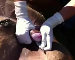 اخته کردن گوساله 