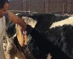 جراحی لاپاروتومی	نشخوارکنندگان بزرگ