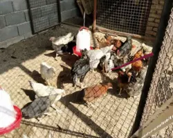 عرضه انواع مرغ و خروس   زنده