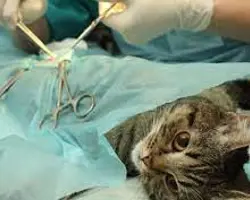 جراحی عقیم سازی گربه نر