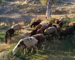  مرکز عرضه دام زنده کشتار روز 