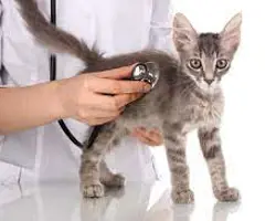 ویزیت سگ،گربه،میمون،کاسکو،سنجاب