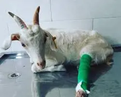 گچ گیری	گوسفند و بز