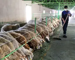 مشاوره پرورش دام سنگین و سبک