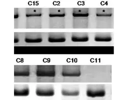 آزمون بیماری تنفسی در سگ(دیستمپر به روش PCR)