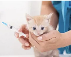 واکسن ۳گانه گربه