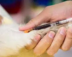 آزمون بیماری تنفسی سگ و گربه(CBC)