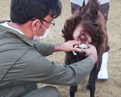 خدمات همزمان سازی فحلی در دام سبک