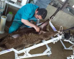 تلقیح مصنوعی به روش ( سرویکال و لاپاروسکوپی)