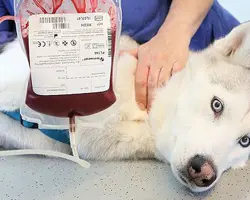 انتقال خون	در سگ و گربه