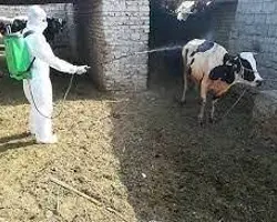 سمپاشی بدن دام	