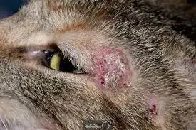 تصویر شماره 2 خدمت 