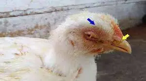 تصویر شماره 4 خدمت 